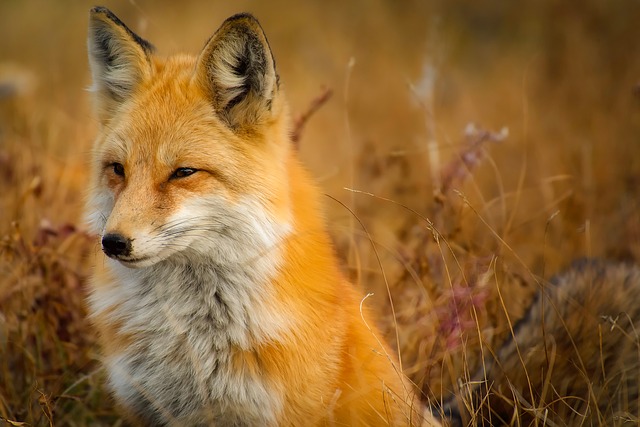 Zaujímavé fakty o líškach